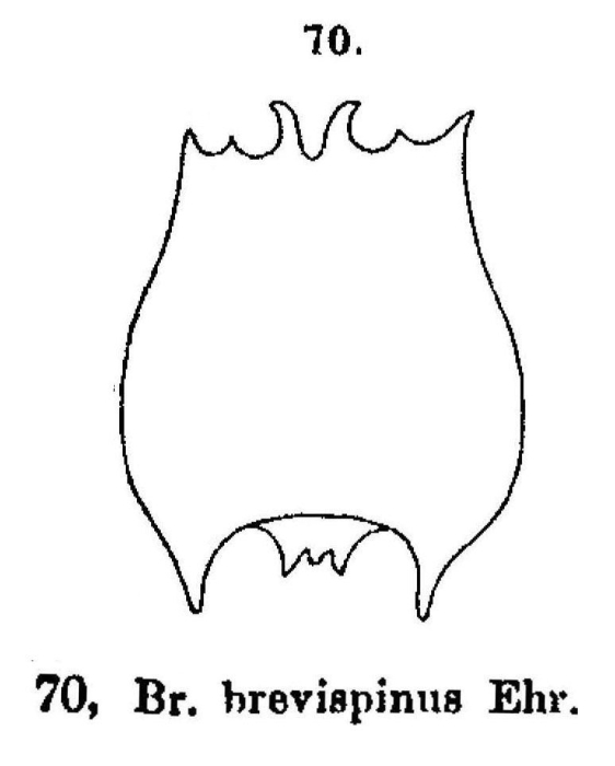 Brachionus quadridentatus f. brevispinus