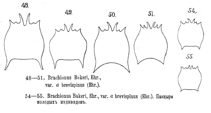 Brachionus quadridentatus f. brevispinus