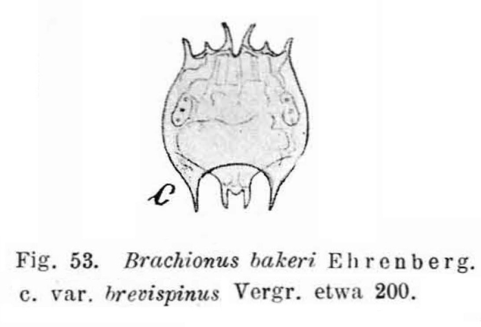 Brachionus quadridentatus f. brevispinus