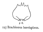 Brachionus quadridentatus f. brevispinus