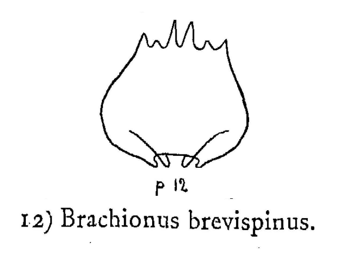 Brachionus quadridentatus f. brevispinus