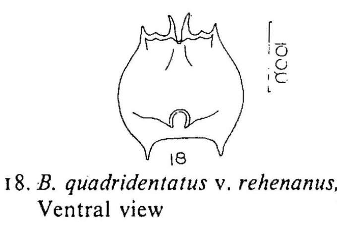 Brachionus quadridentatus f. brevispinus