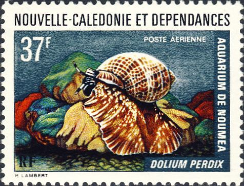 Dolium perdix