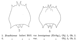 Brachionus quadridentatus f. brevispinus