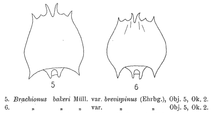 Brachionus quadridentatus f. brevispinus