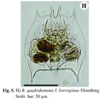 Brachionus quadridentatus f. brevispinus