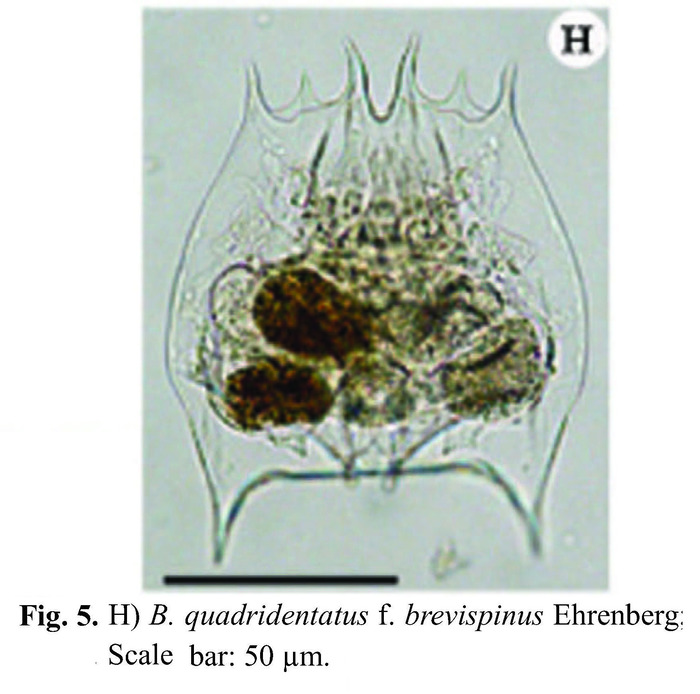 Brachionus quadridentatus f. brevispinus