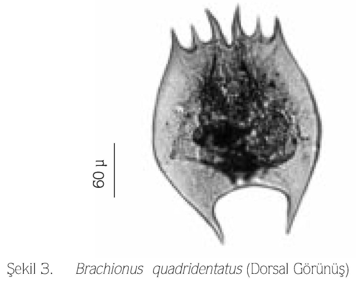 Brachionus quadridentatus f. brevispinus