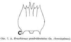 Brachionus quadridentatus f. brevispinus