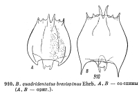 Brachionus quadridentatus f. brevispinus