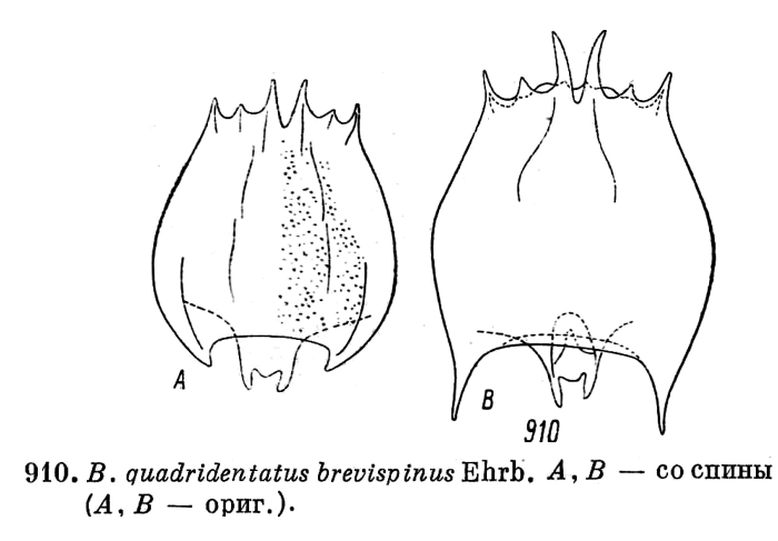 Brachionus quadridentatus f. brevispinus