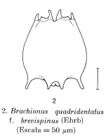 Brachionus quadridentatus f. brevispinus