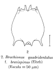 Brachionus quadridentatus f. brevispinus