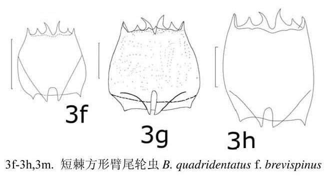 Brachionus quadridentatus f. brevispinus