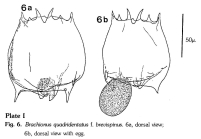 Brachionus quadridentatus f. brevispinus