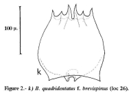 Brachionus quadridentatus f. brevispinus