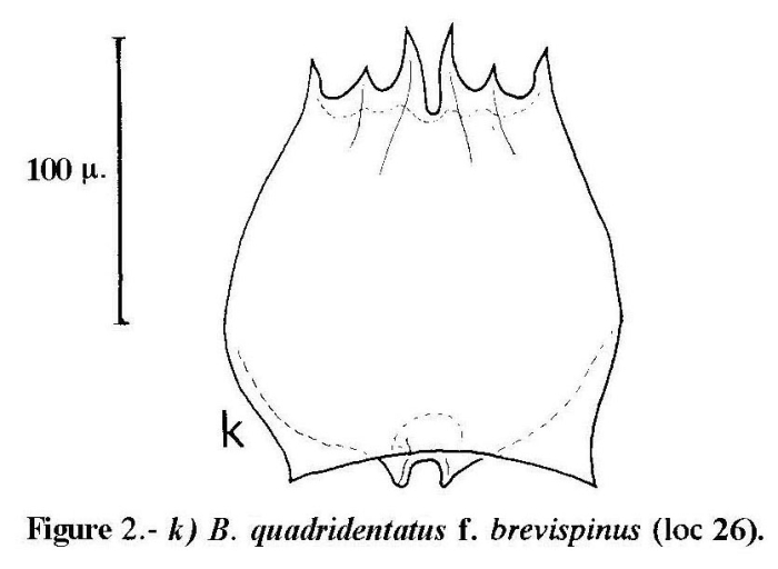 Brachionus quadridentatus f. brevispinus