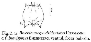 Brachionus quadridentatus f. brevispinus