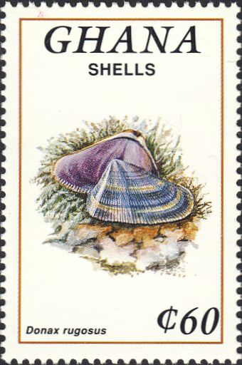 Donax rugosus Donax rugosus