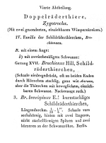 Brachionus quadridentatus f. brevispinus - Original description image