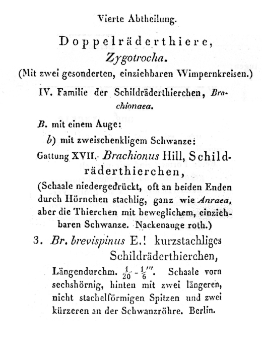 Brachionus quadridentatus f. brevispinus - Original description image