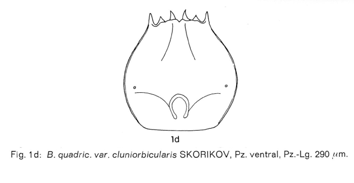 Brachionus quadridentatus f. cluniorbicularis