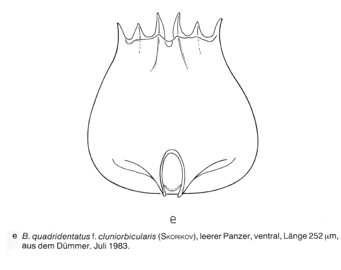 Brachionus quadridentatus f. cluniorbicularis