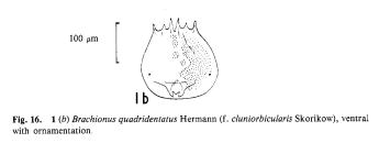 Brachionus quadridentatus f. cluniorbicularis