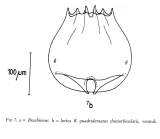 Brachionus quadridentatus f. cluniorbicularis