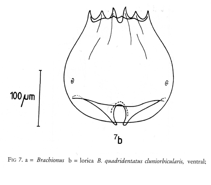 Brachionus quadridentatus f. cluniorbicularis