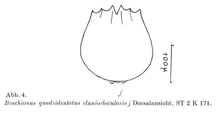 Brachionus quadridentatus f. cluniorbicularis