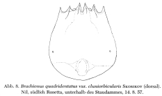 Brachionus quadridentatus f. cluniorbicularis