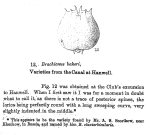 Brachionus quadridentatus f. cluniorbicularis