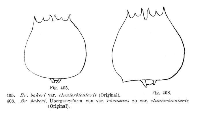 Brachionus quadridentatus f. cluniorbicularis