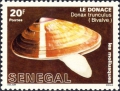 Donax trunculus