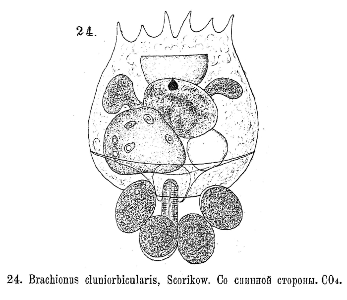 Brachionus quadridentatus f. cluniorbicularis