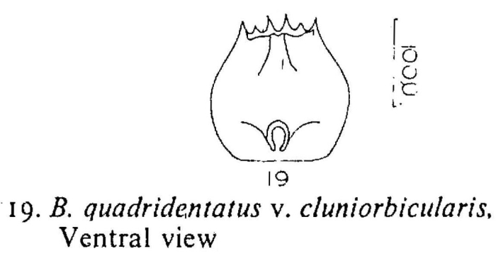 Brachionus quadridentatus f. cluniorbicularis