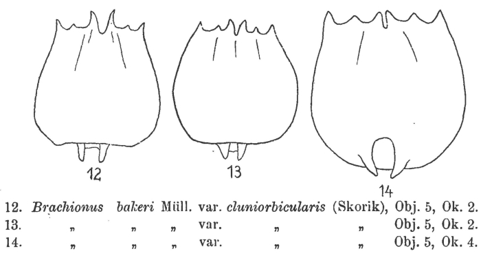 Brachionus quadridentatus f. cluniorbicularis