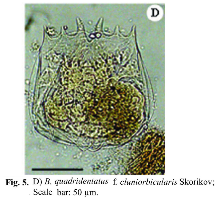 Brachionus quadridentatus f. cluniorbicularis