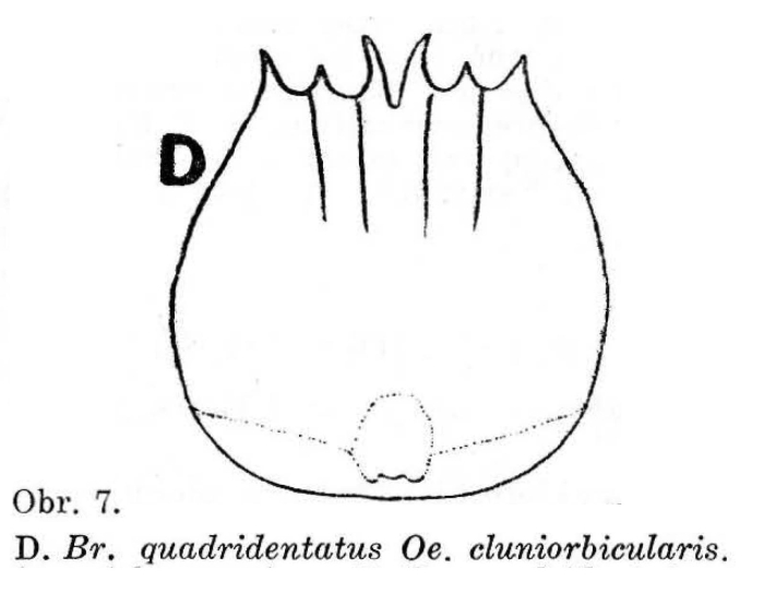 Brachionus quadridentatus f. cluniorbicularis