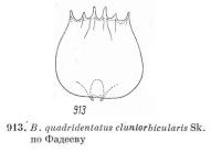 Brachionus quadridentatus f. cluniorbicularis