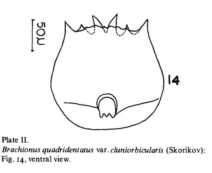 Brachionus quadridentatus f. cluniorbicularis