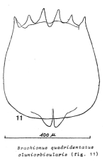 Brachionus quadridentatus f. cluniorbicularis