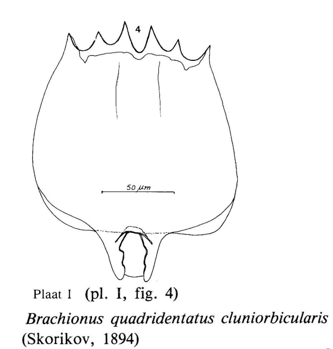 Brachionus quadridentatus f. cluniorbicularis