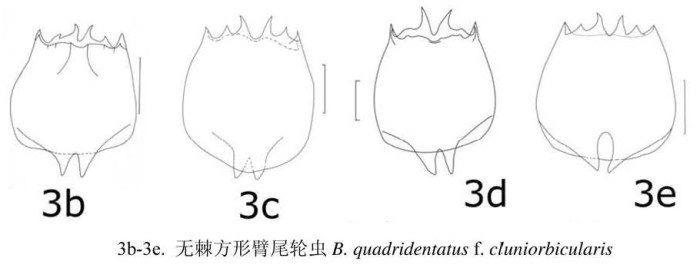 Brachionus quadridentatus f. cluniorbicularis