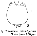 Brachionus quadridentatus f. cluniorbicularis