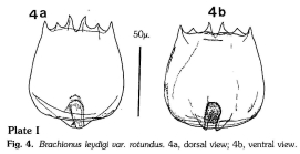Brachionus quadridentatus f. cluniorbicularis