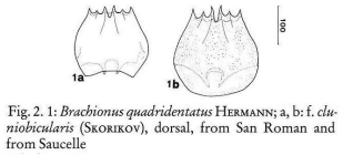 Brachionus quadridentatus f. cluniorbicularis