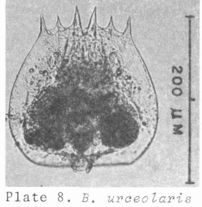 Brachionus quadridentatus f. cluniorbicularis