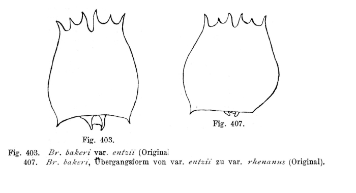 Brachionus quadridentatus f. entzii